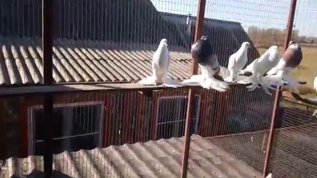 Померанский дутыш смотреть онлайн
