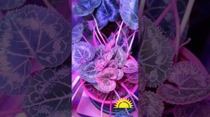 Забытый цикломен: результат спустя 2 месяца под фитолампой!