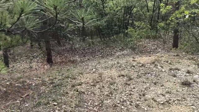 сосновые и дубовые леса Крыма. грибные места. верхнесадовое смотреть онлайн