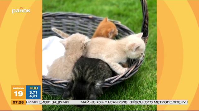 Новости шоу-бизнеса: Ди Каприо, возможно, женится, Оля Полякова приютила котиков смотреть онлайн