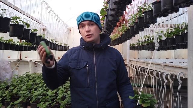 Желтеет и подсыхает лист у пеларгонии. смотреть онлайн