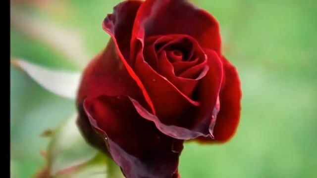 красные цветы.wmv смотреть онлайн