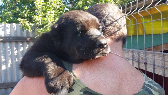 Девочка из питомника АЗ Марал продажа ватсап вайбер 89278137957