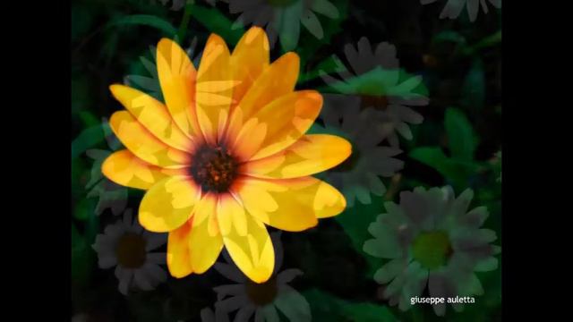 I miei fiori смотреть онлайн