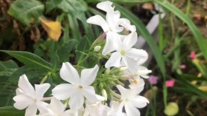 Метельчатые флоксы .Сорта.Знакомство с низкорослыми сортами флоксов.Их цветение