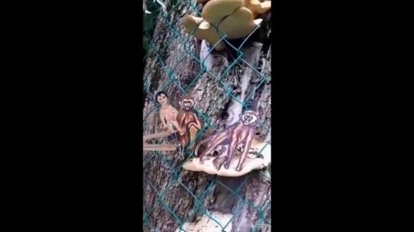 Маугли_часть 9. В городе обезьян