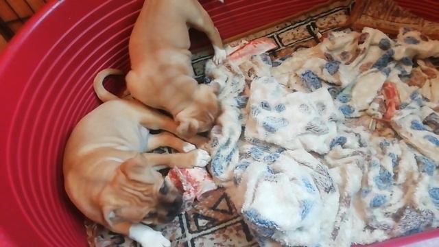 Ценный Приз Пастила и Ценный Приз Патока 1,5 мес, продаются. Амстаффы Ценный Приз. смотреть онлайн