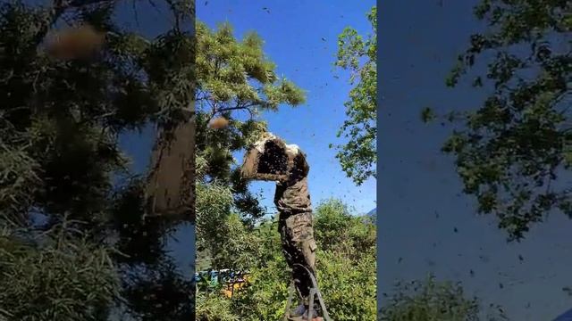 пчелиный рой на облепихе, трясем в роевню смотреть онлайн