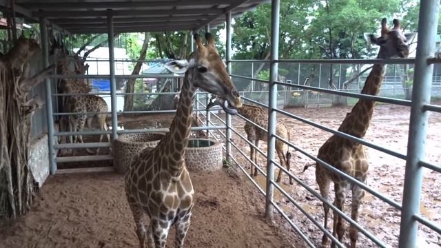 Жираф кушает бананы. Тайланд. смотреть онлайн