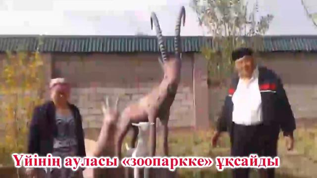 Үйінің ауласы хайуанаттар бағына ұқсайды смотреть онлайн