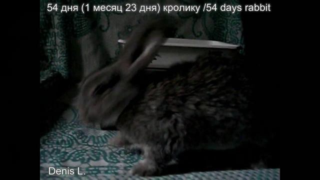 Развитие кролика по дням. 54 дня (1 месяц 23 дня) кролику Ютубик/54 days rabbit Youtubik смотреть онлайн