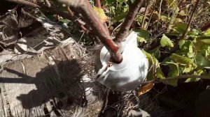 Шары из Китая или разведение саженцев по новому, опыт номер два.