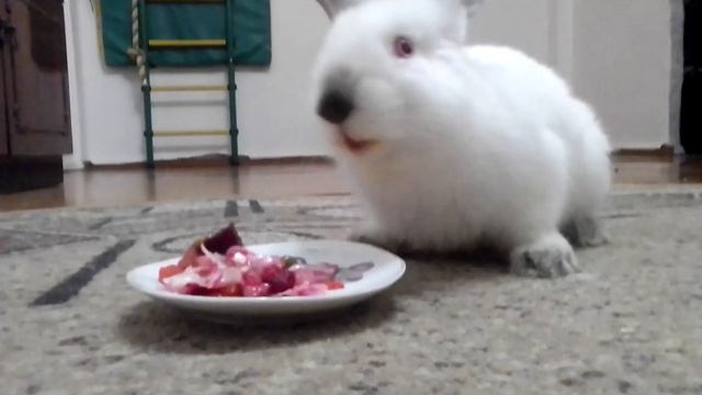 Заяц ест винегрет ??