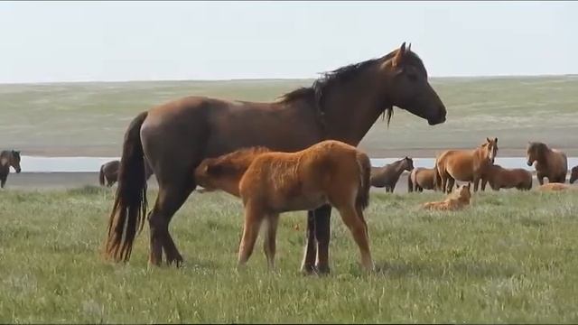 Дикие лошади донских степей - Мустанги смотреть онлайн