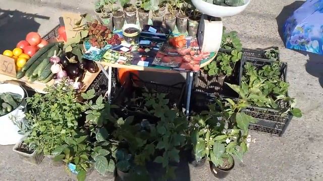 Стою на рынке. Торгую рассадой клубники, ежевики и овощами. смотреть онлайн