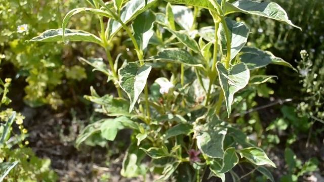 Цветы на даче в середине июня 2021 смотреть онлайн