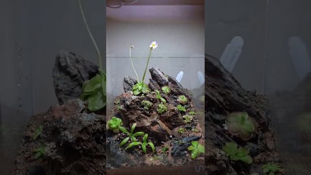 New Pinguicula landscape. Enjoy #terrariumandchill смотреть онлайн