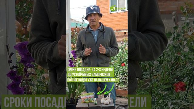 Когда сажать чеснок под зиму смотреть онлайн