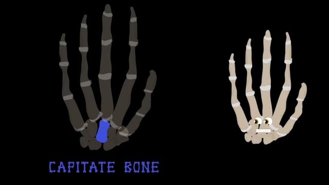 Human Body /Hand Song/Human Body Systems смотреть онлайн
