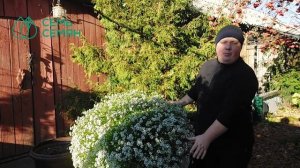 ВЗГЛЯНИТЕ НА АЛИССУМ ПО-НОВОМУ! ОН СТАНЕТ УКРАШЕНИЕМ ЛЮБОГО САДА!