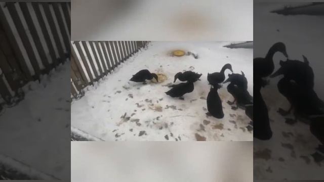 Обзор нашего домашнего хозяйства.Часть 1. смотреть онлайн