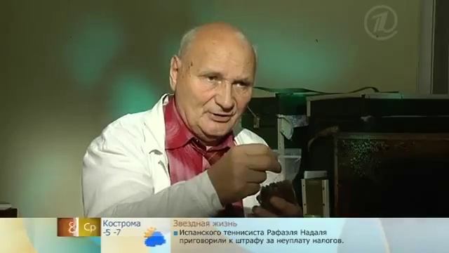 Мед, Перга прополис смотреть онлайн