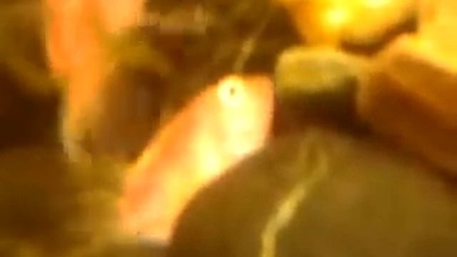 Цихлазома фламинго смотреть онлайн