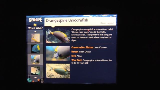 SEA LIFE Orlando Aquarium Full Tour - Orlando, Florida