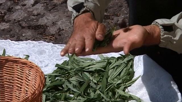 Кулинарный фестиваль с Софией