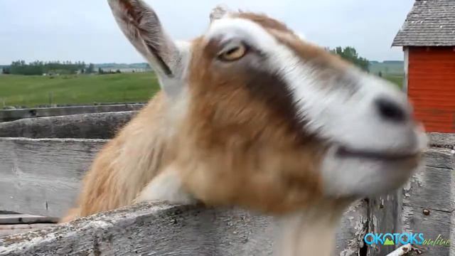 Last Chance To Ride The RAM смотреть онлайн