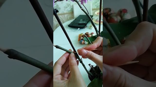 Как пробудить почку орхидеи .