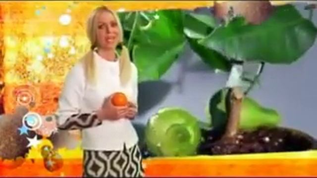 Цитрусовые ( комнатные лимоны, апельсины, мандарины).avi смотреть онлайн
