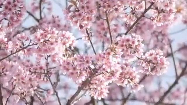 Tibet Inner Meditation Music. Тибетская музыка для медитации смотреть онлайн