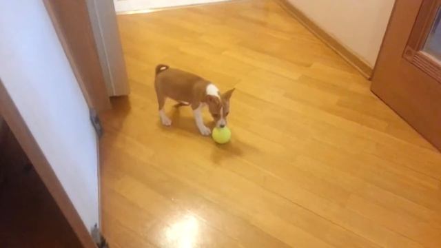 Купили щенка Басенджи (Basenji) (2) смотреть онлайн