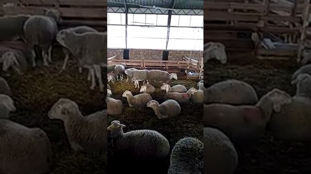 Лакон от хозяйства Феодоро / breed of sheep Lacon from Feodoro смотреть онлайн