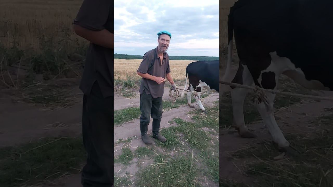 Виталий пасет корову! смотреть онлайн