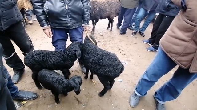 МОЛБОЗОР НАРХИ МОЛИ МАЙДА ОЧА БАЧА БАРАЧАИ БЕ ОЧА " ЦЕНА ГИСАРСКИ БАРАН смотреть онлайн