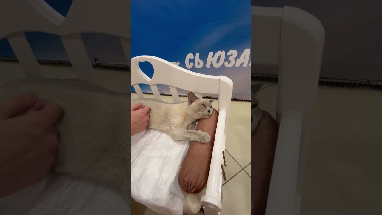 Гладим кошку смотреть онлайн