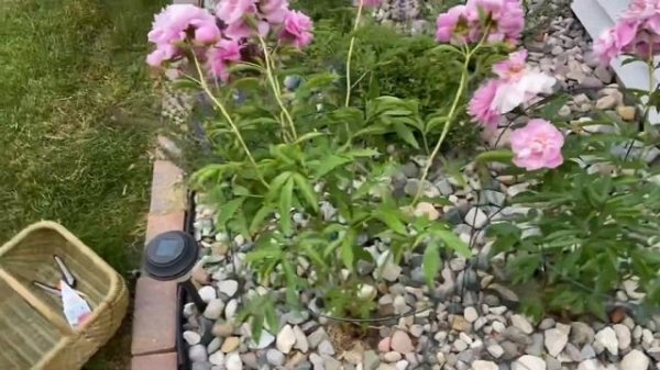 Peony “Dr. Alexander Fleming” ?