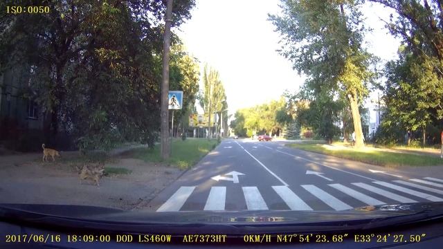 Собаки умнее многих людей! 3 порядочных пешехода переходят дорогу!!! смотреть онлайн