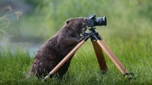 Зачем бобры строят плотину ?