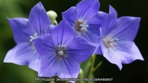 Платикодон цветок — сорта, посадка и уход