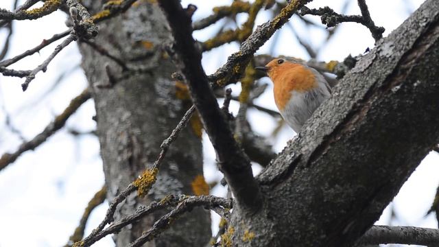 Певчие птицы. Зарянка. Birdwatching.Robin is singing смотреть онлайн