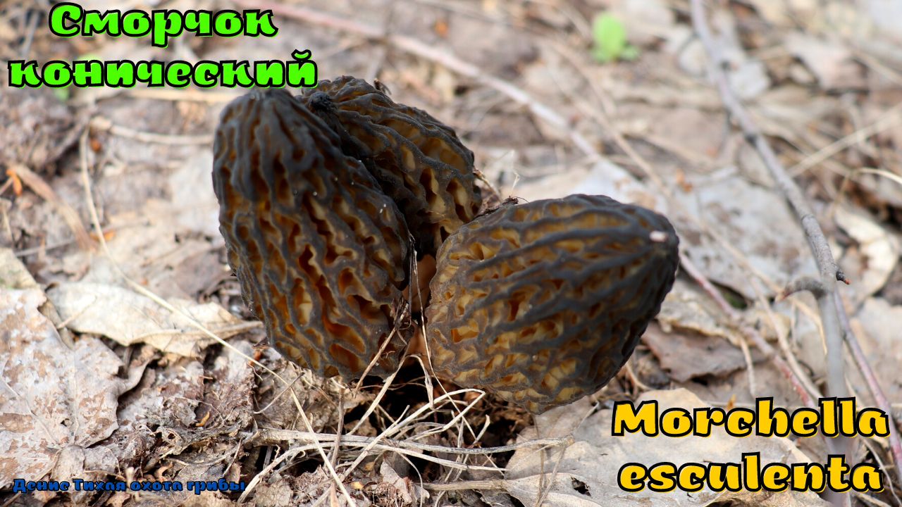 Сморчок конический - гриб, восстанавливающий зрение | Morchella esculenta смотреть онлайн