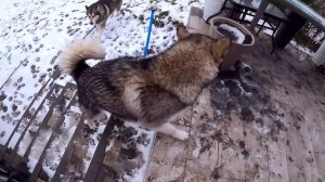 ШОК! Девушка ПОКРАСИЛА СОБАКУ - Цветной Немецкий Дог