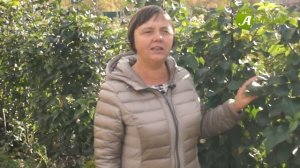 Опыт выращивания колонновидных яблонь в Сибири