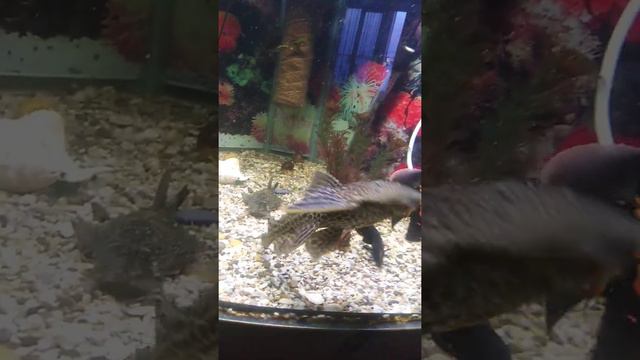 аквариум JEBO R 480