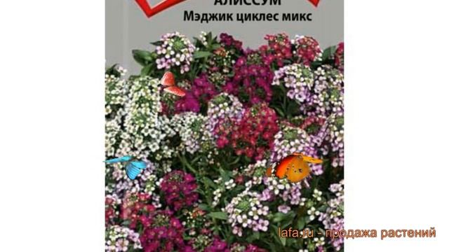 Алиссум обыкновенная Мэджик циклес микс ? обзор: как сажать, семена алиссума Мэджик циклес микс
