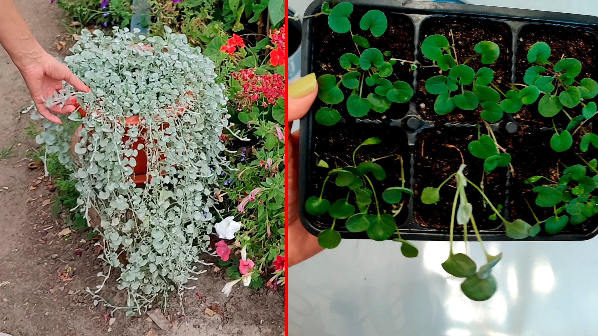 КАК НАС ОБМАНЫВАЮТ! ПЕРЕСАДКА ДИХОНДРЫ В БОЛЬШИЙ ОБЪЁМ. ИЗУМРУДНЫЕ НИТИ, Изумруд в серебре смотреть онлайн