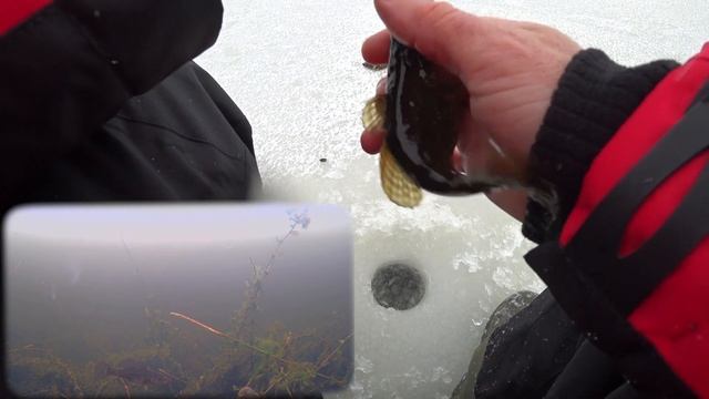 ПЕРВЫЙ ЛЁД 2020! ПОКЛËВКИ В РУКУ! Рыбалка на РОТАНА! Подводные съемки. смотреть онлайн